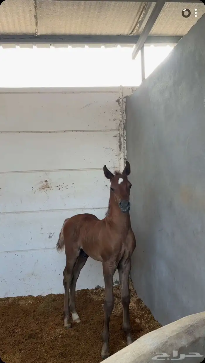 عرض فرس للبيع 4 في واحد 3
