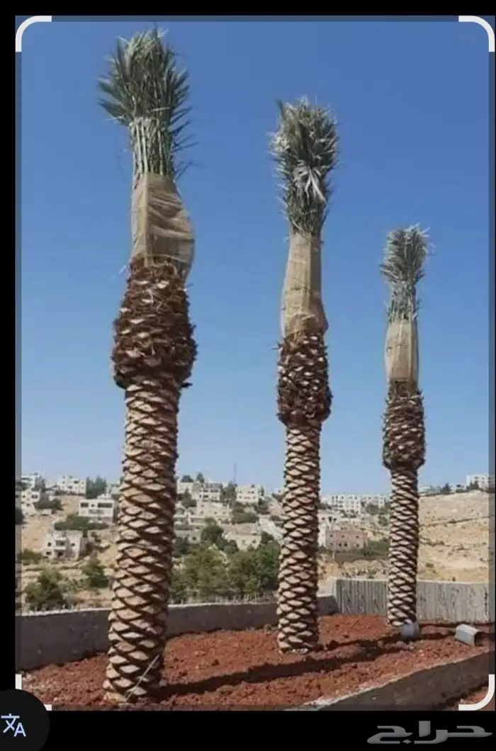 تركيب وتشذيب أشجار النخيل والعناية بها 2