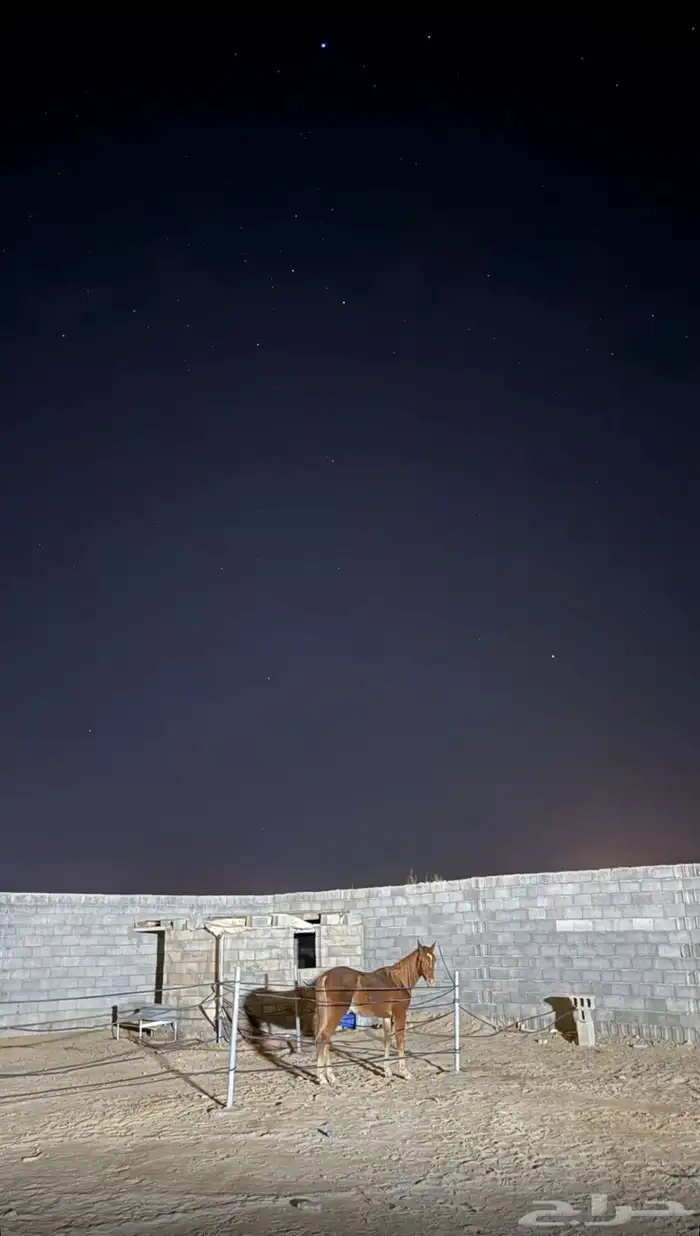 للبيع حصان 1