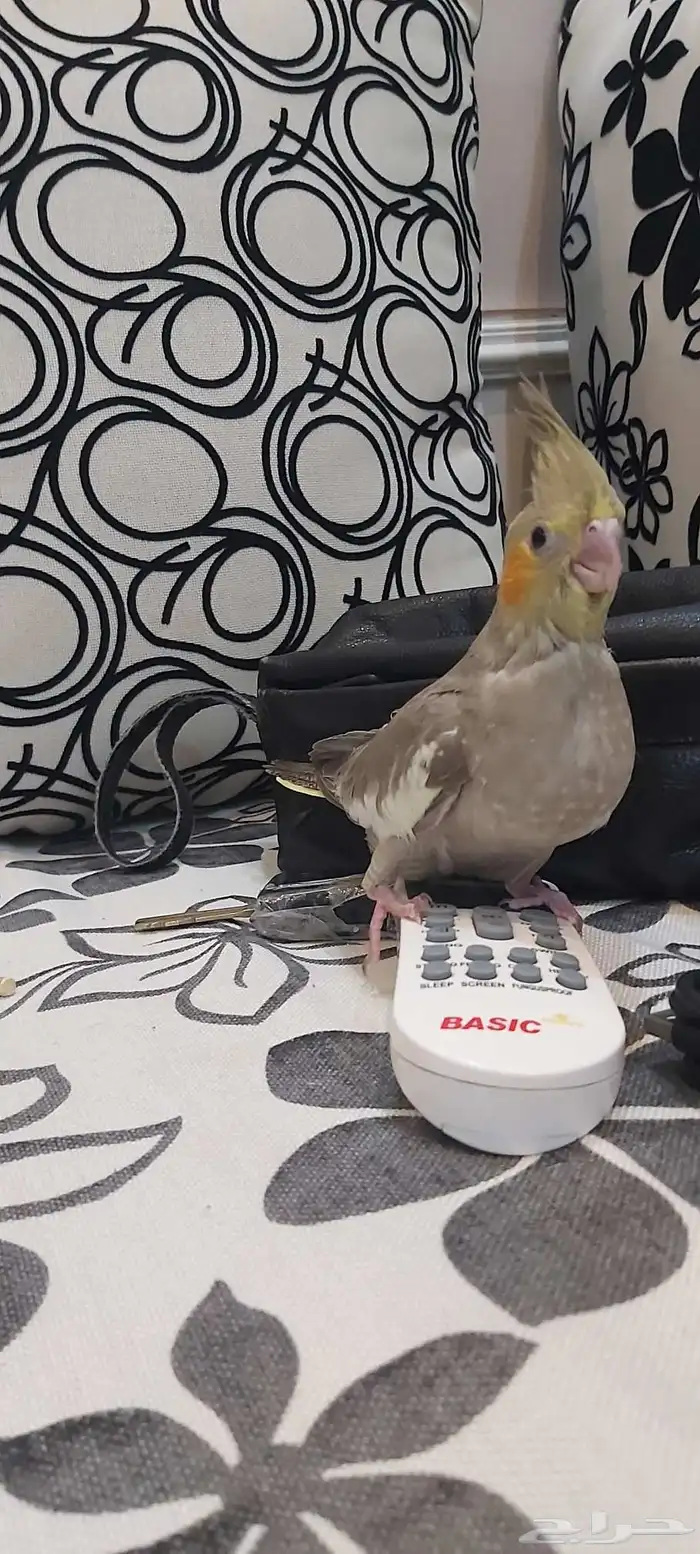 تم البيع تم البيع فرخ كروان جميل 7