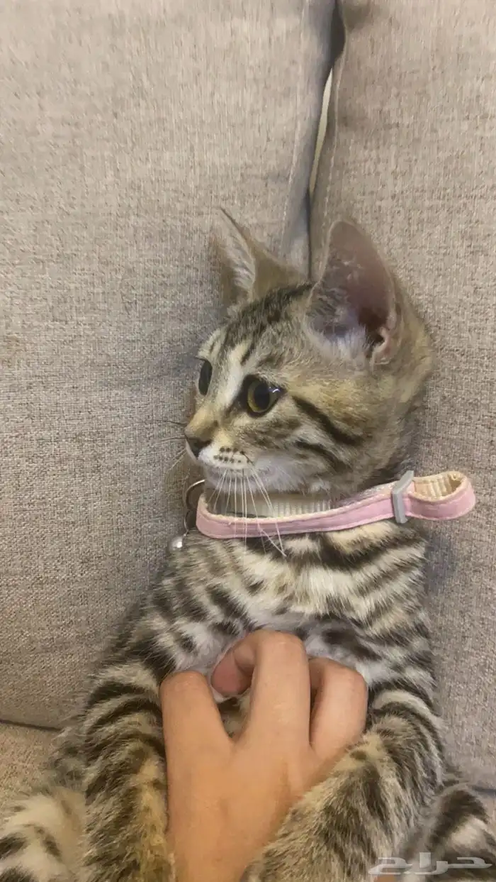 قطة بنغال انثى 3