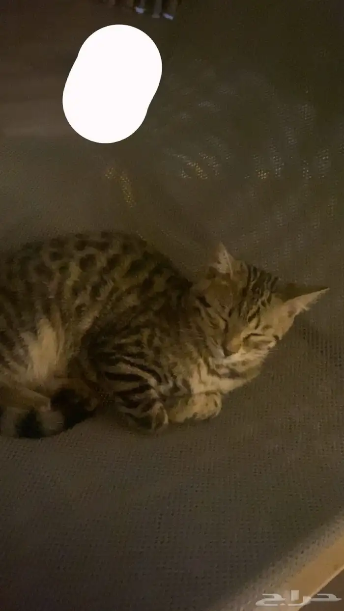 قطة بنغال انثى 1