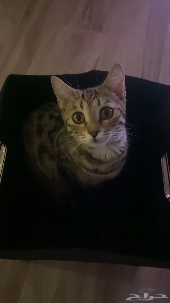 قطة بنغال انثى 2