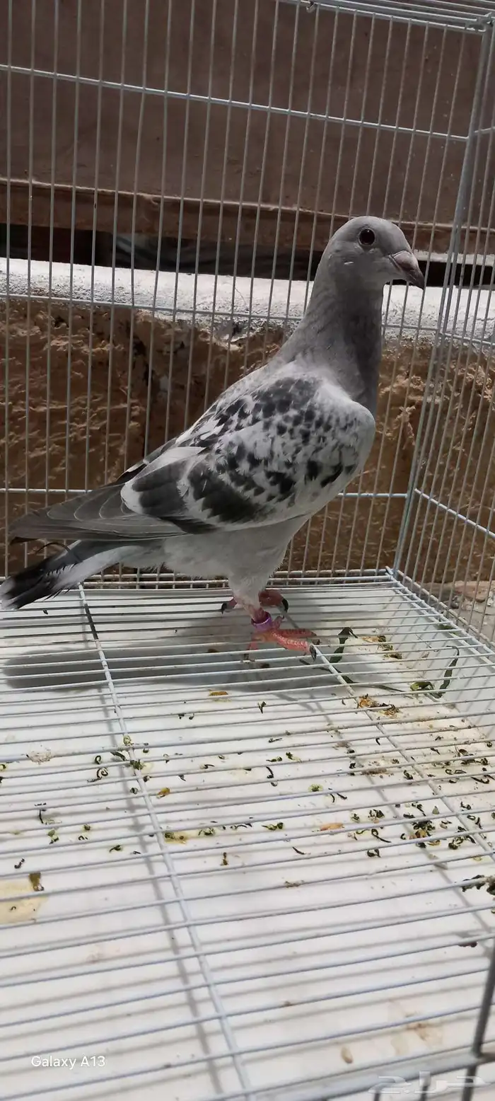 جوز قلابي ذكر زاجل فرخ شذري 2