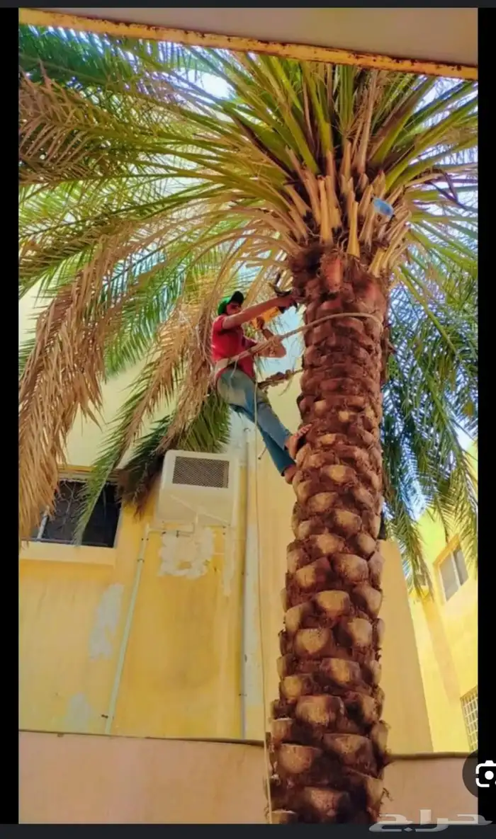 تركيب وتشذيب أشجار النخيل والعناية بها 0