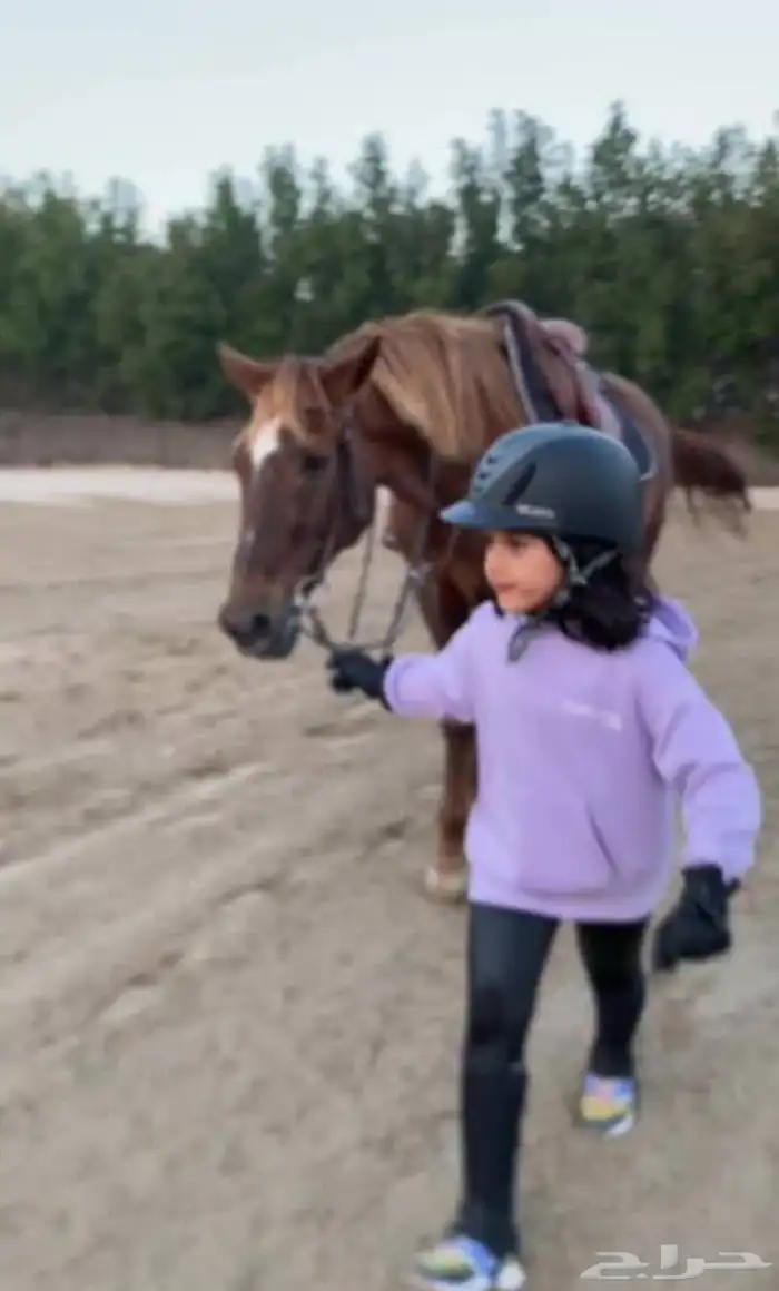 تدريب ركوب الخيل 0