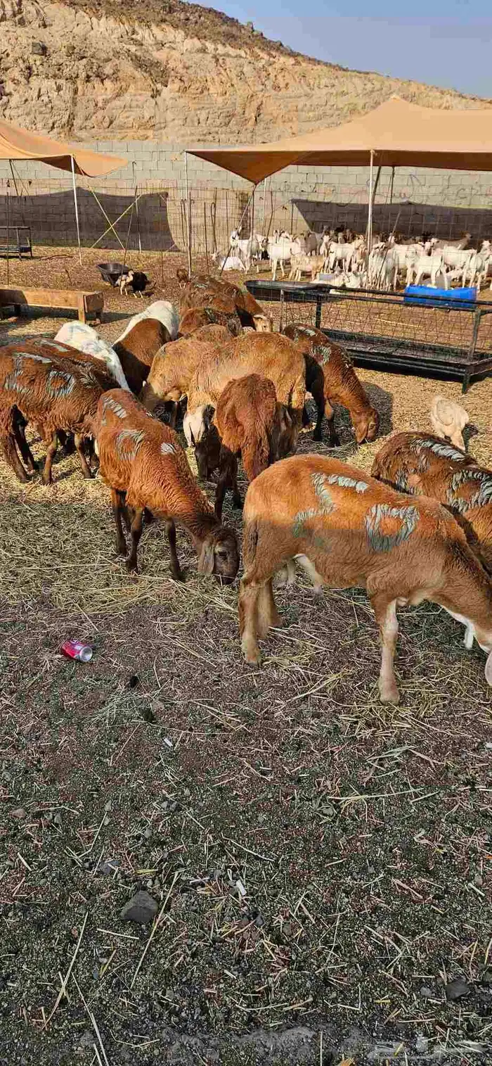 سواكن حمري تربيه شهر 4