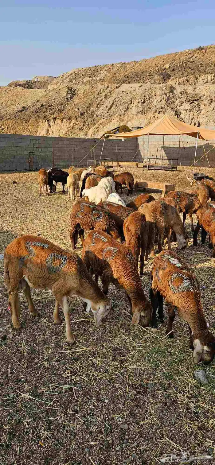 سواكن حمري تربيه شهر 3