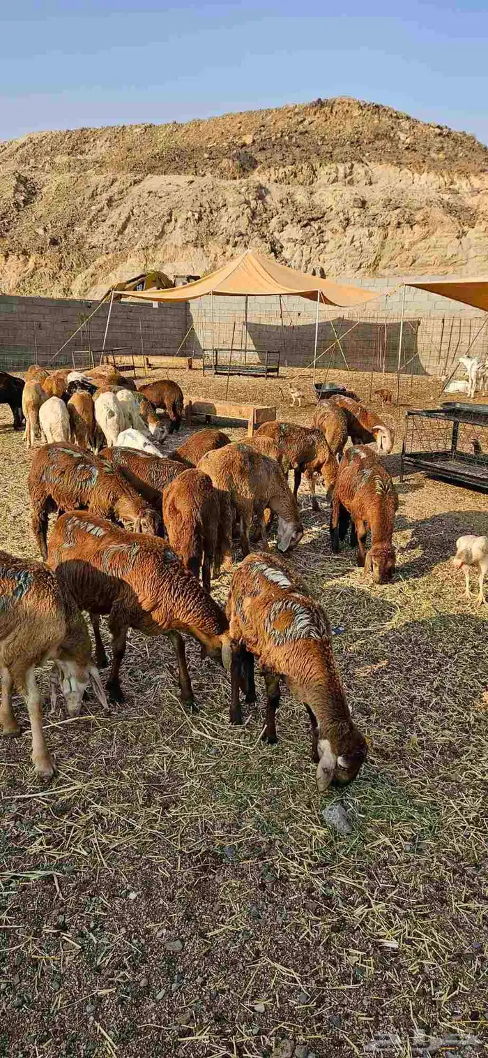 سواكن حمري تربيه شهر 2