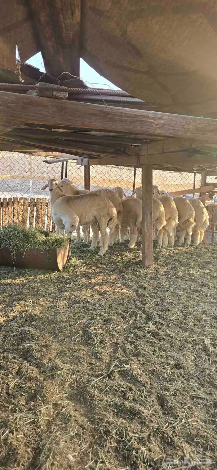 طليان عدد 12 فل الفل نظيفه علفها شعير وبرسيم 4