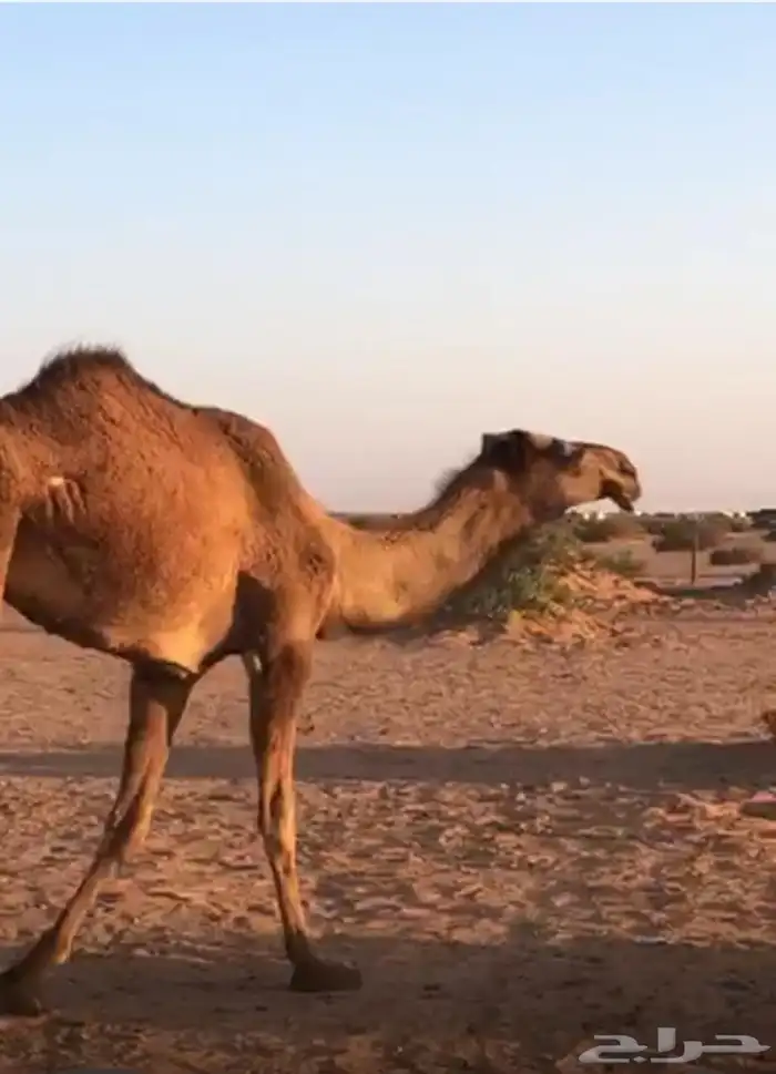 بكره لقيه صفرا 2