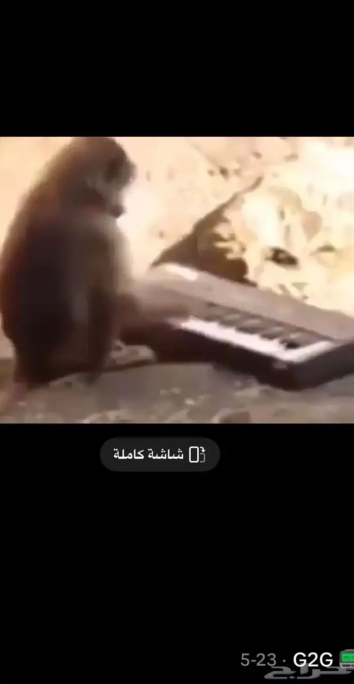 قرد دلوع للبيع 2