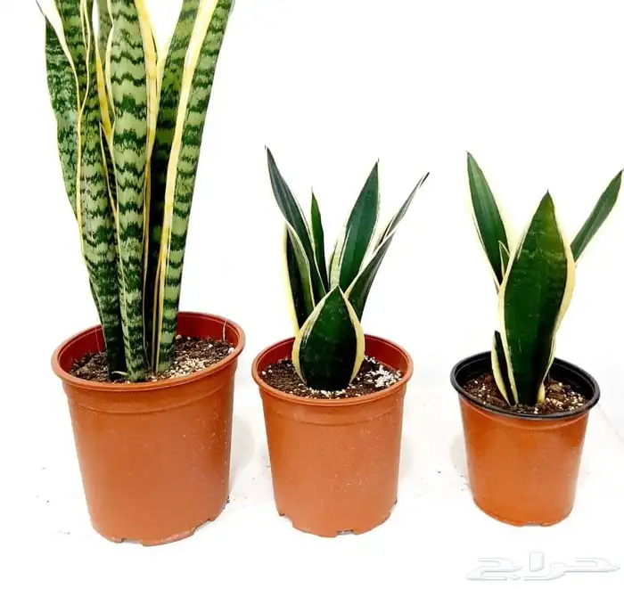 مؤسسة زهرة الخليج الزراعية -نجران -دحضة 9