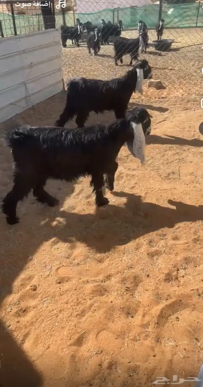 جفار للبيع 0