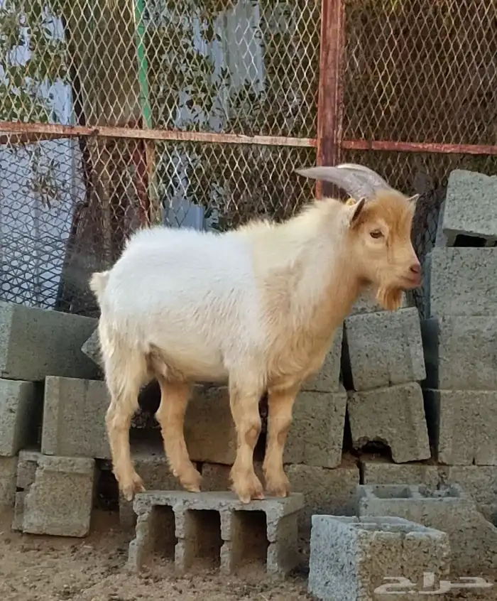 ماعز قزم 0
