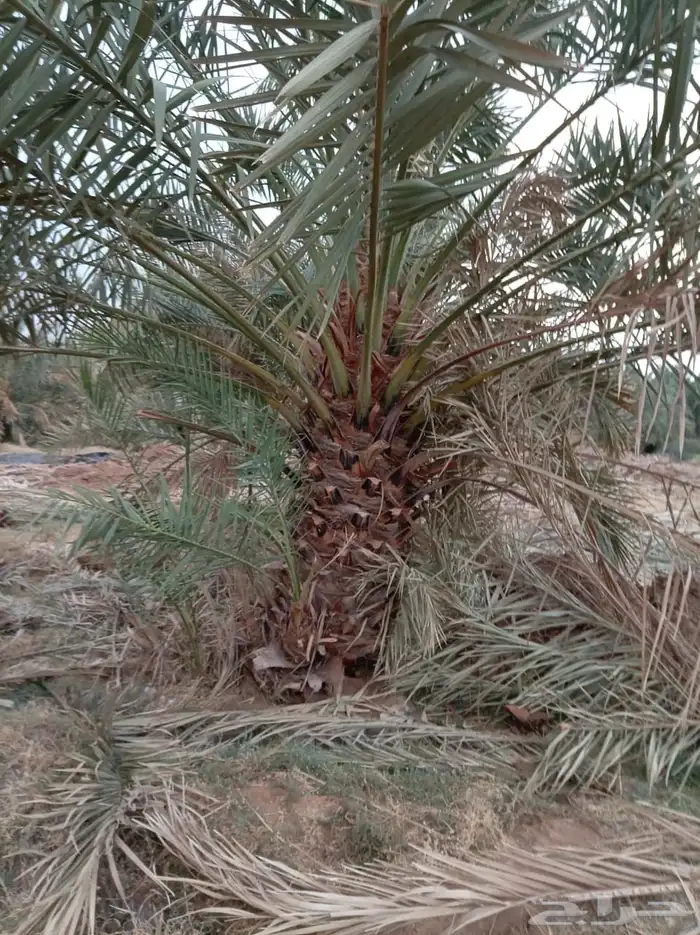 جميع أنواع النخيل 0