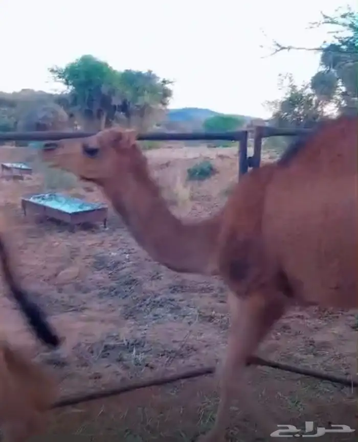 قعدان ع حليب اماتها مرباه عندي 4