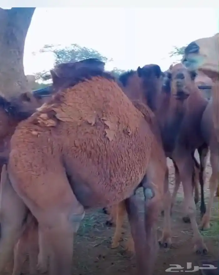 قعدان ع حليب اماتها مرباه عندي 2