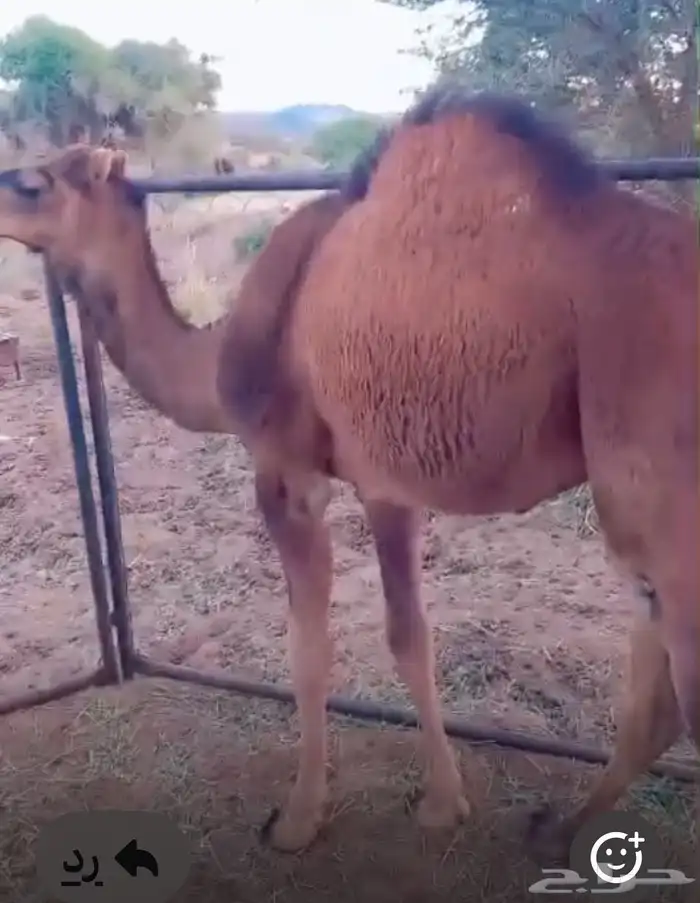 قعدان ع حليب اماتها مرباه عندي 1