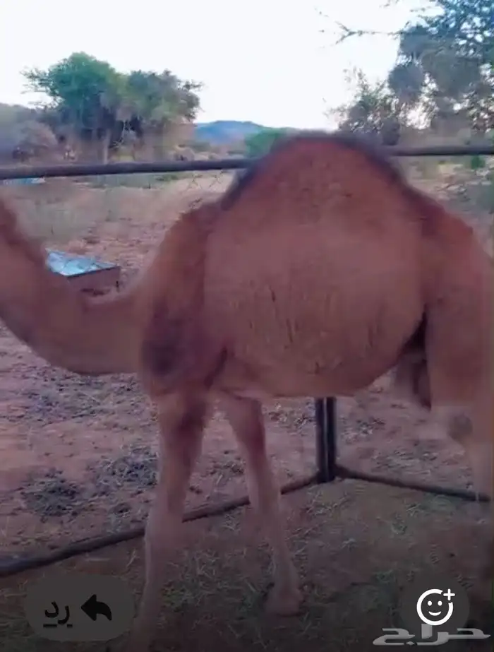 قعدان ع حليب اماتها مرباه عندي 3