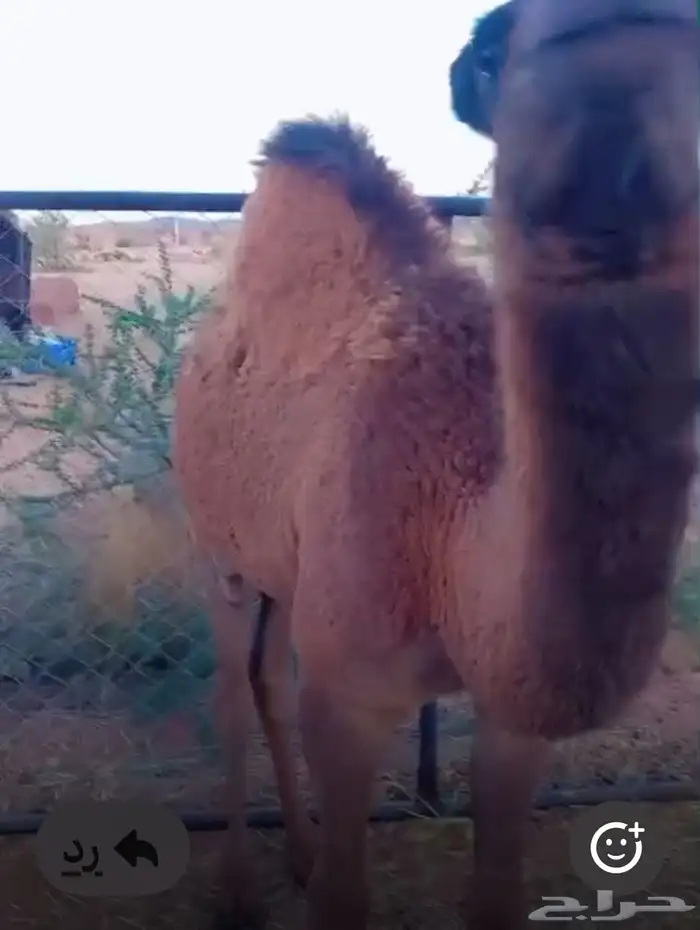 قعدان ع حليب اماتها مرباه عندي 0