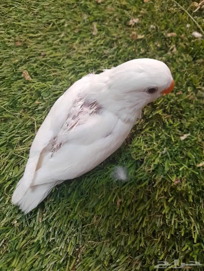 روز فرخ روز البينو غر تم البيع 3