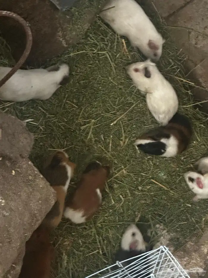 على السوم العدد حول 25 و في تفريد 2