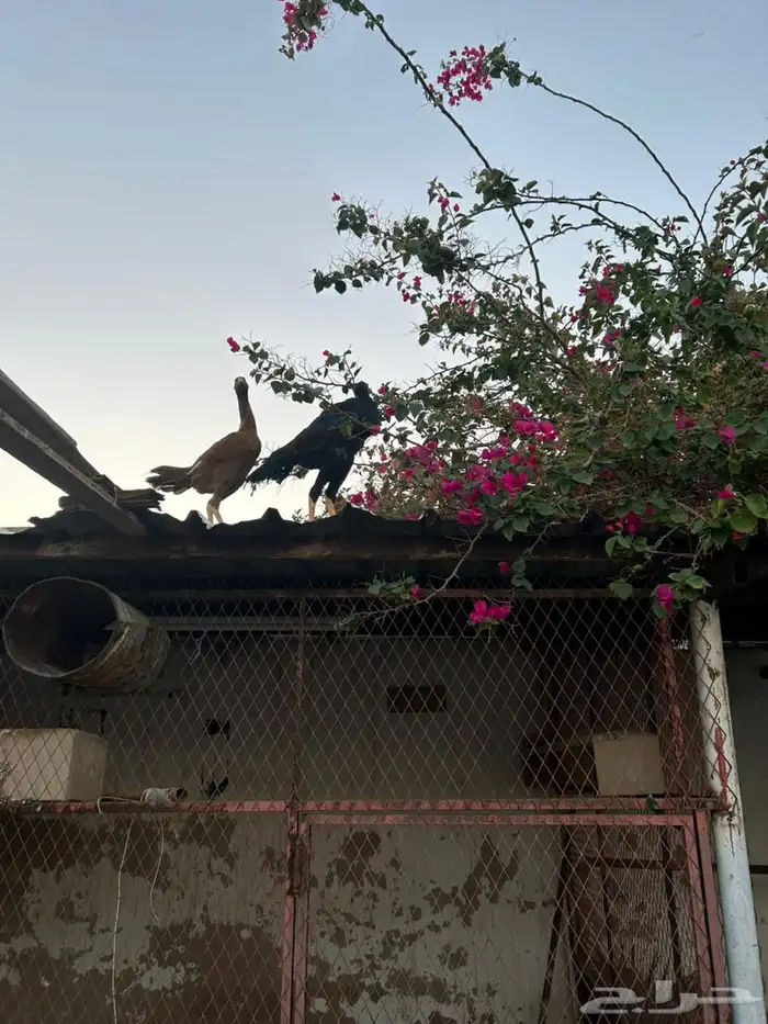 دجاح فاخر 18