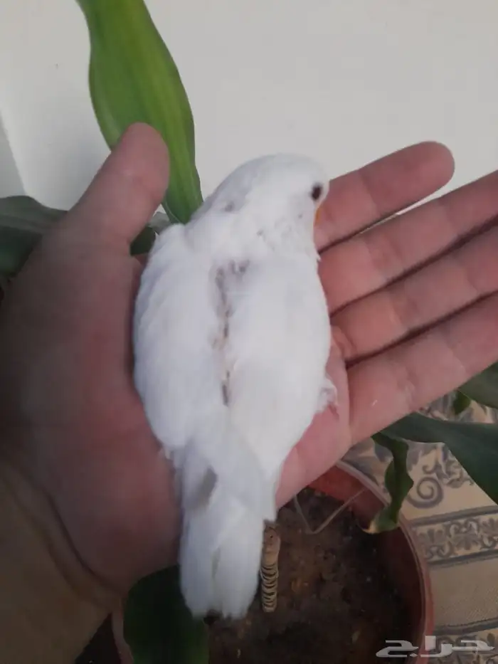 روز فرخ روز البينو غر تم البيع 0