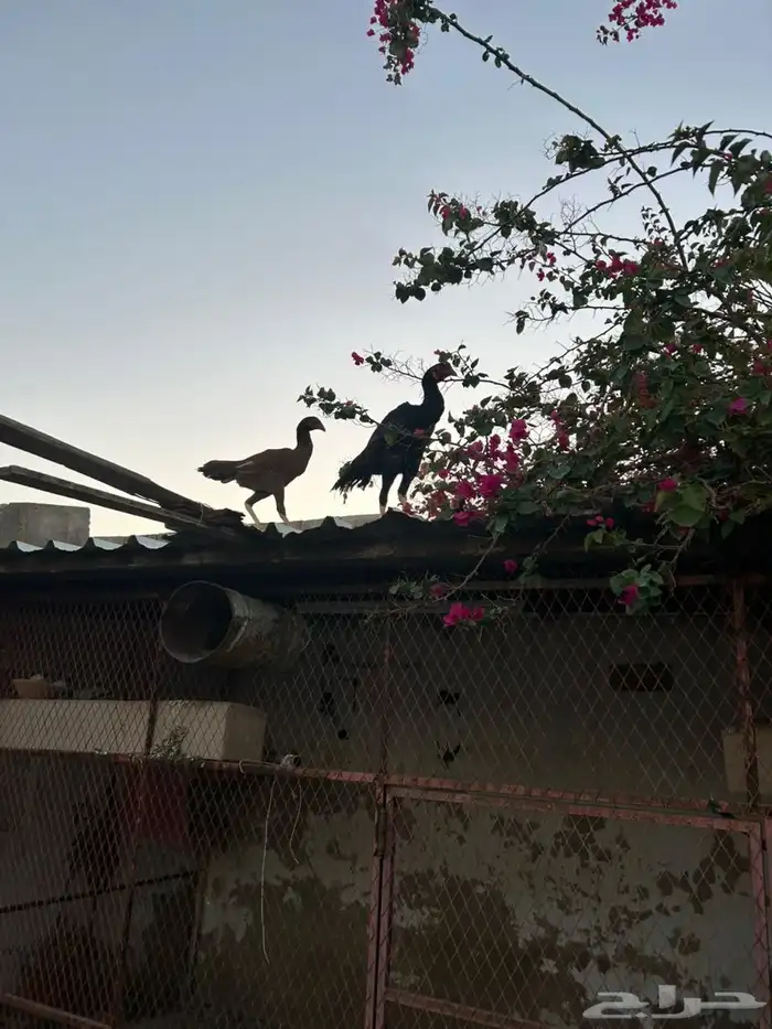 دجاح فاخر 15