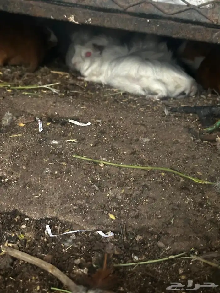 على السوم العدد حول 25 و في تفريد 3