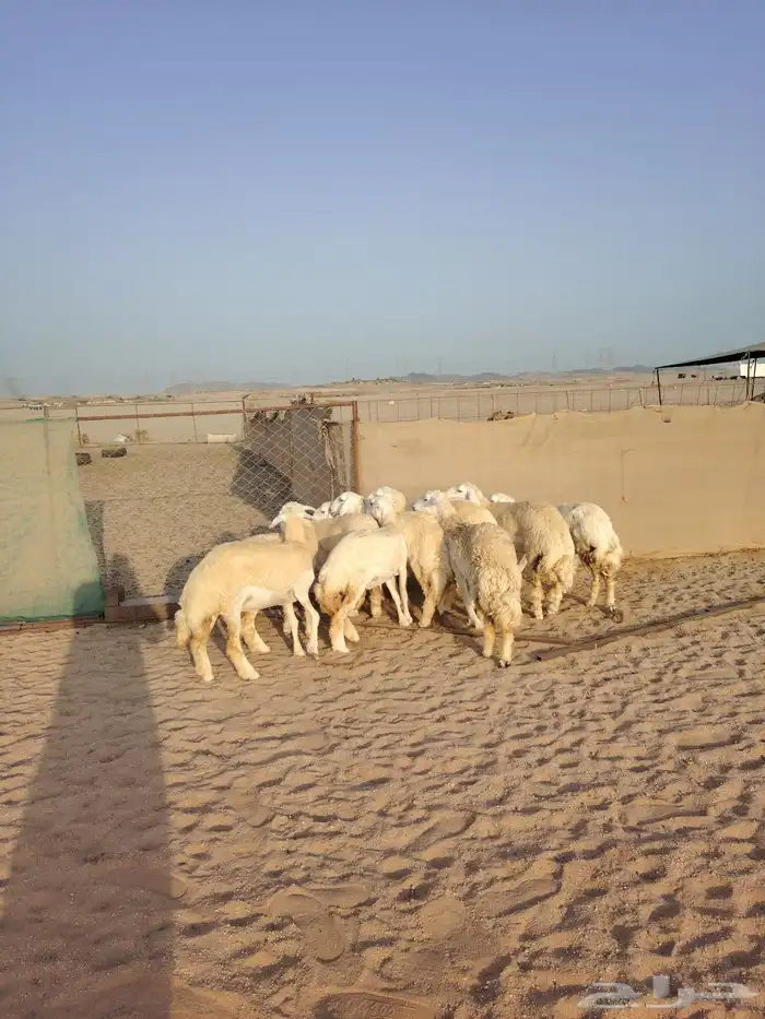 غنم حريات رخال جدعات 9