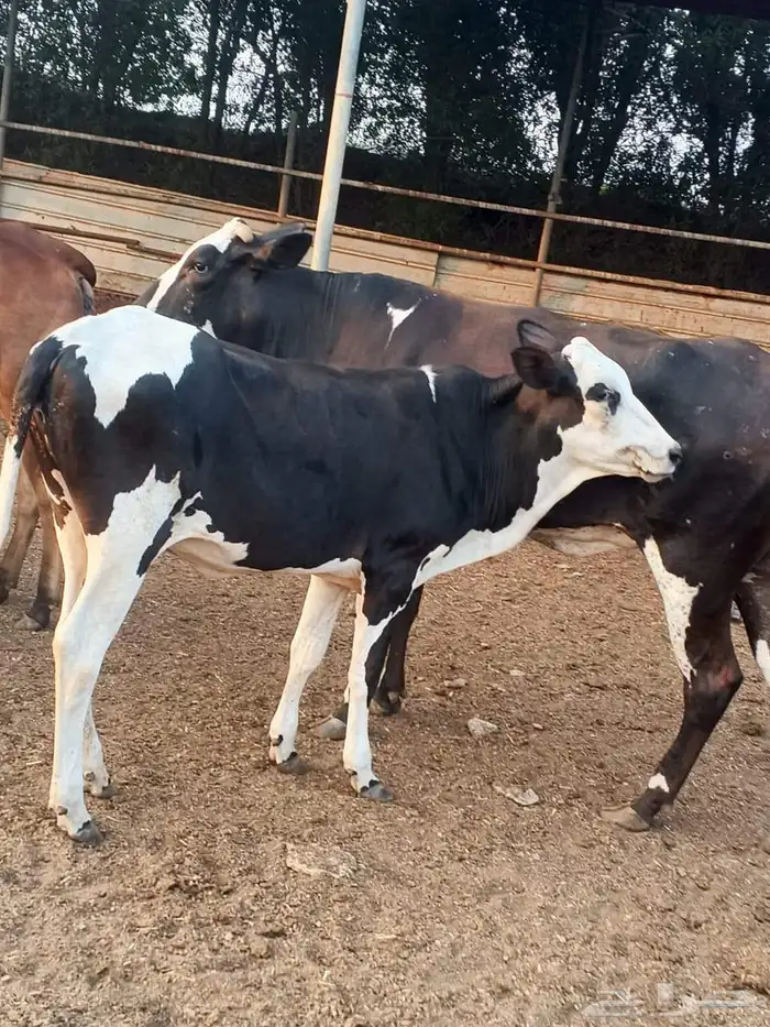 للبيع بقرات جاموس عددها ثنتين نوع فاخر 2