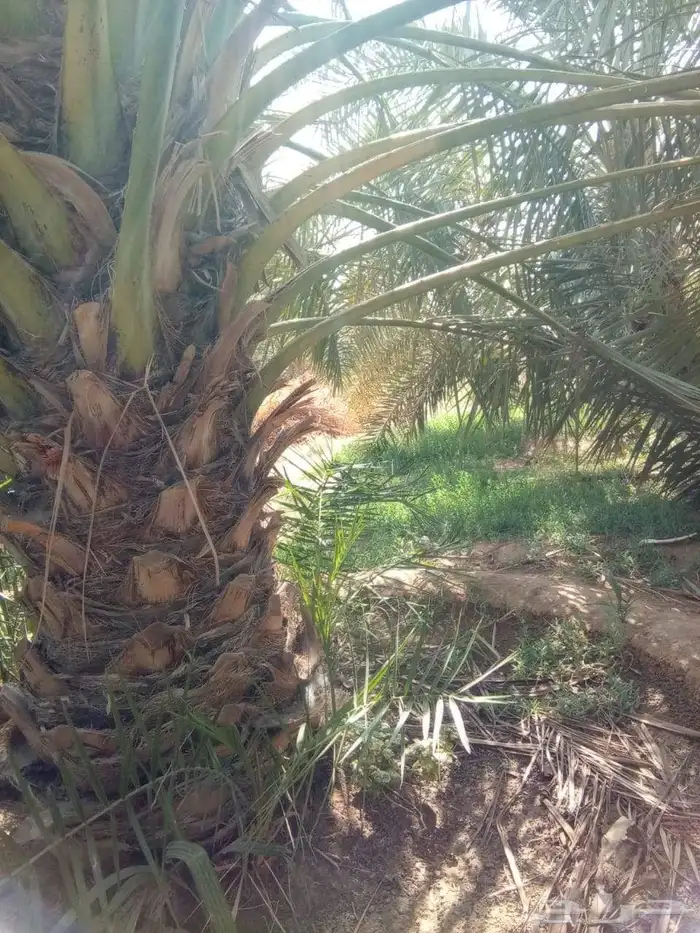 نخل انواع ممتازه حائل 3