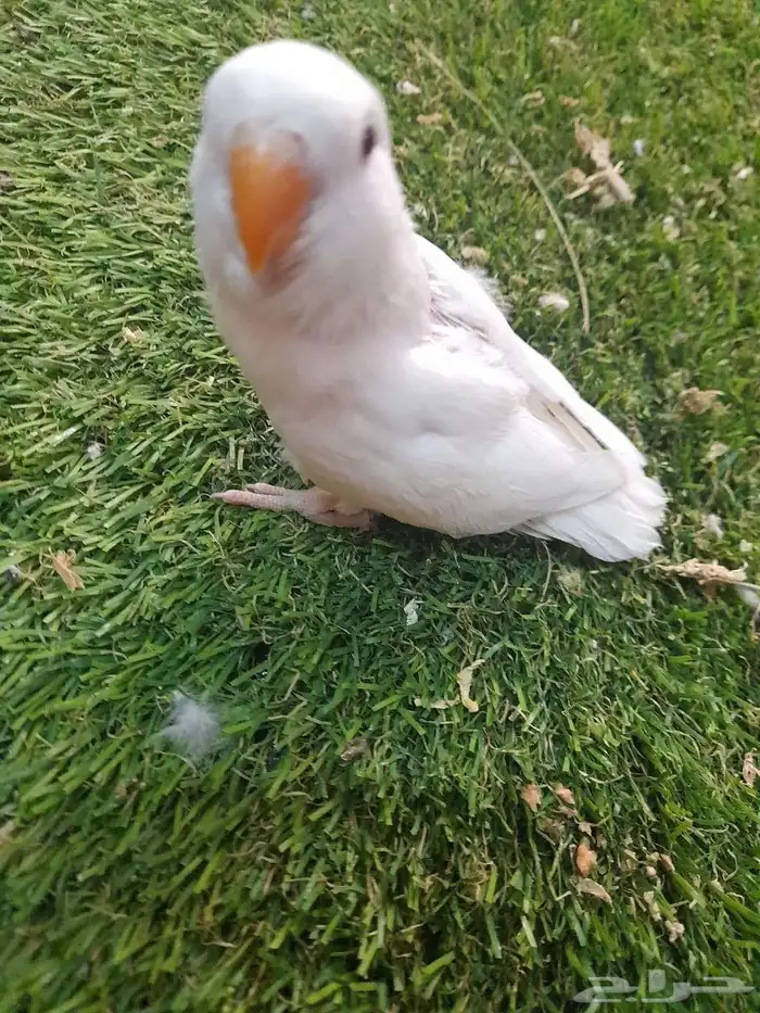 روز فرخ روز البينو غر تم البيع 2