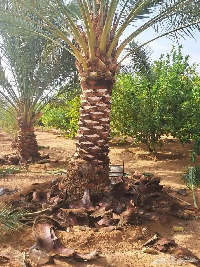 نخل انواع ممتازه حائل 4