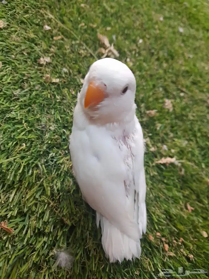 روز فرخ روز البينو غر تم البيع 1