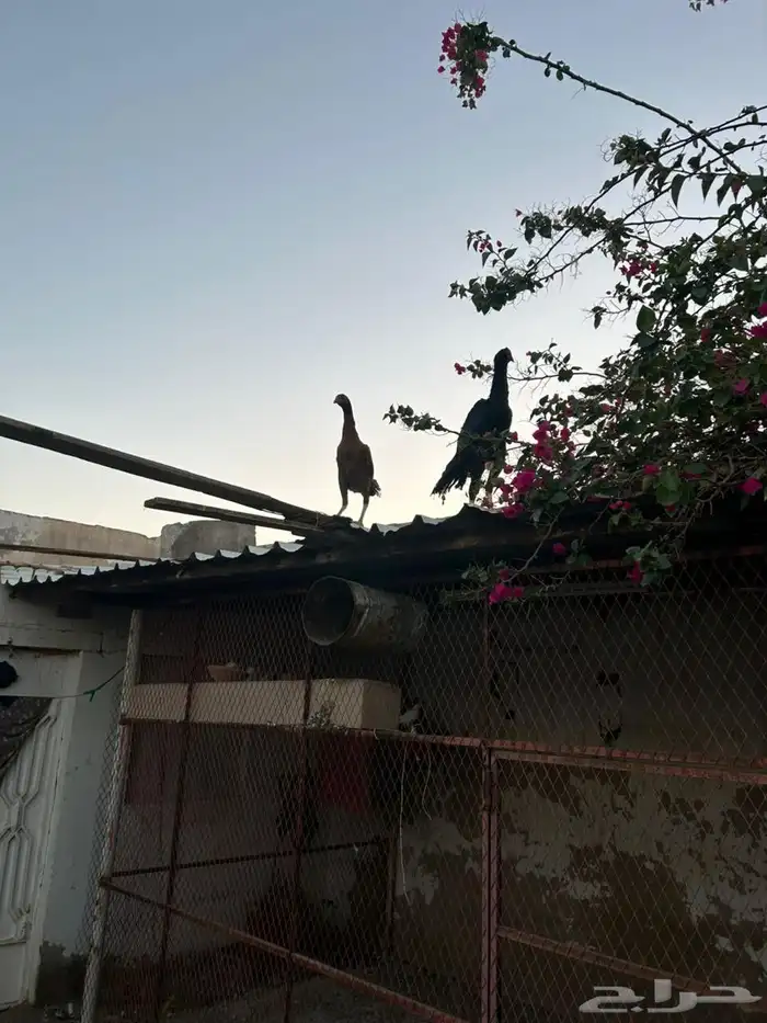 دجاح فاخر 13