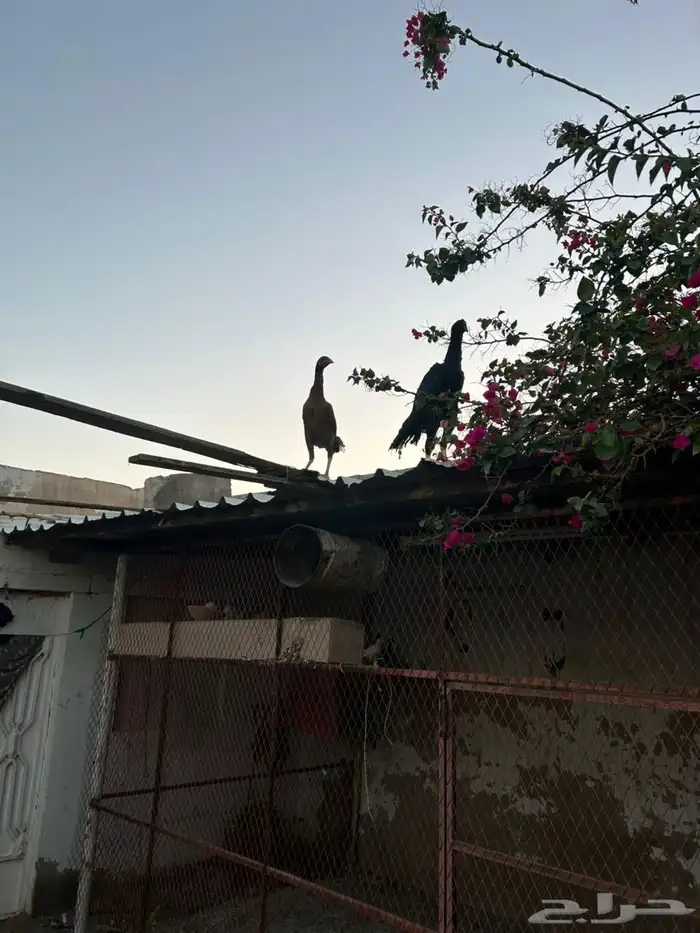 دجاح فاخر 14