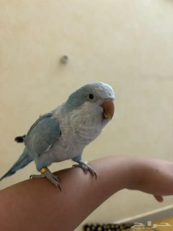 كويكر اليف عنده كم كلمه 0