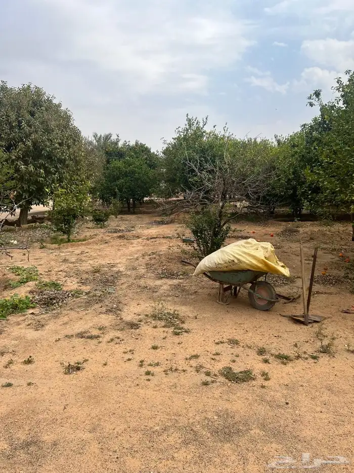 للبيع مزرعة عيون الجواء ( المليدا الشماليه) 9