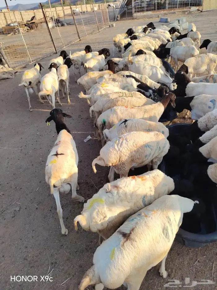 عرض الجملة تيوس وبرابر نخب أول 0