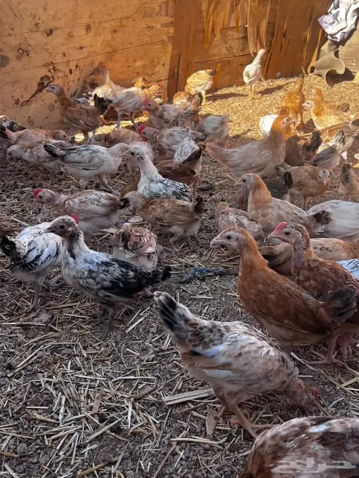 للبيع دجاج 0