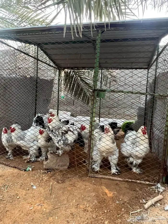 ديكة براهما كولمبي كونك منتجه 0