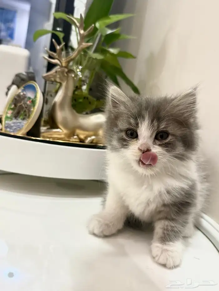 اربع قطط للبيع العمر شهرين تاريخ الميلاد10 09 2025 2