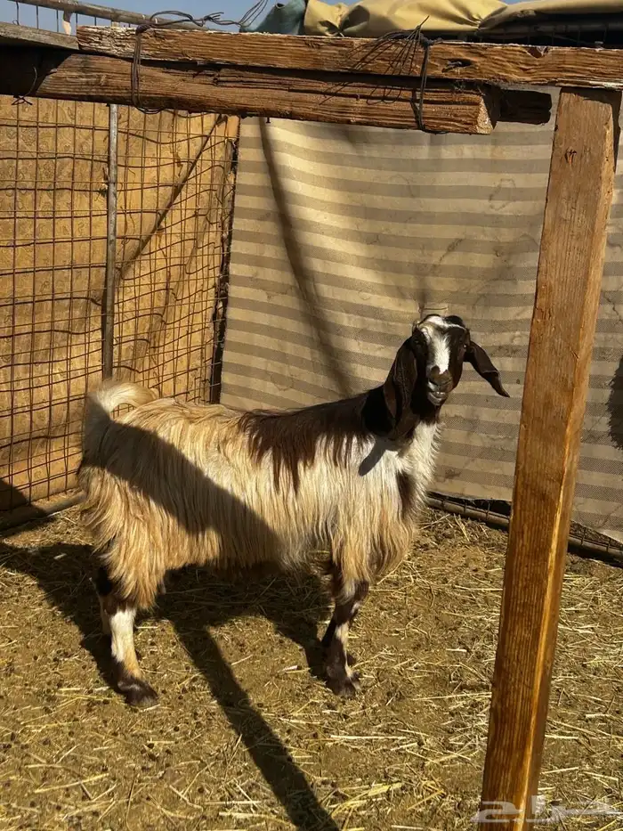 معزا مضاريع قريبات 0