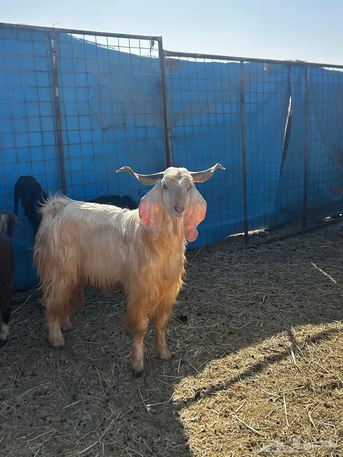 معزا مضاريع قريبات 5