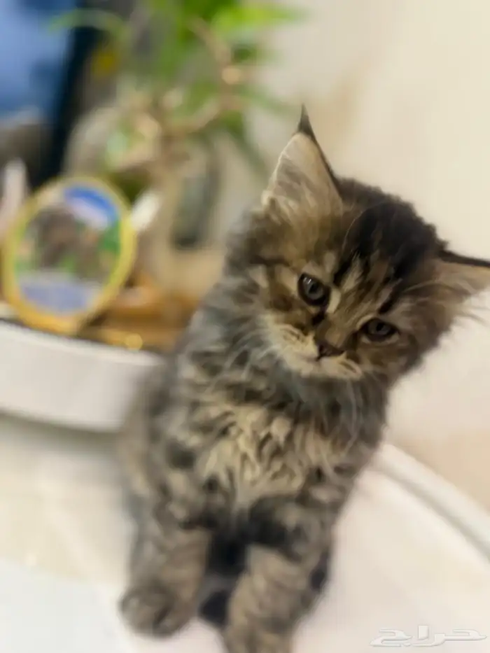 اربع قطط للبيع العمر شهرين تاريخ الميلاد10 09 2025 4