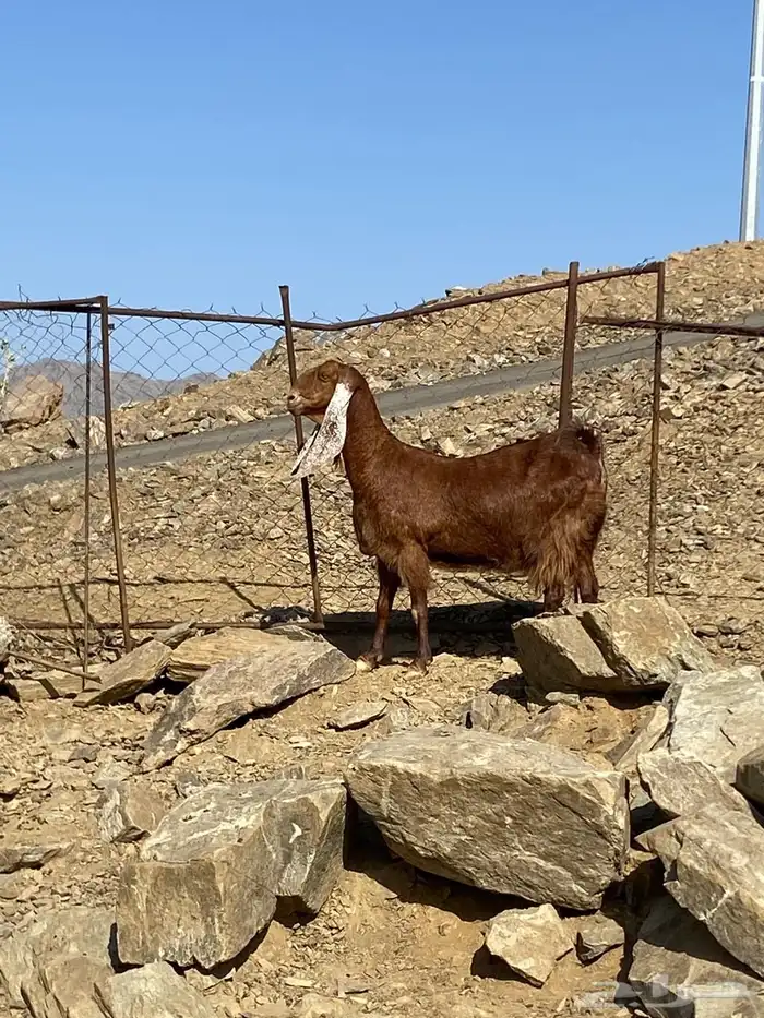 ماشاءالله تبارك الله شاه فاخر سنها جامع 1