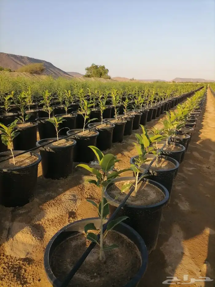 متوفر جميع مقاسات السطول الزراعيه 1